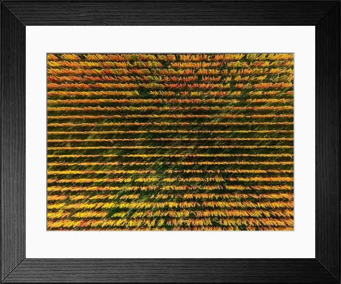 Framed Print : 2yf0gm6 Framed Print : 2yf0gm6