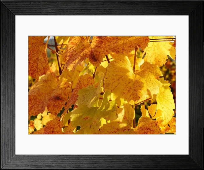 Framed Print : 2yf0gmg Framed Print : 2yf0gmg