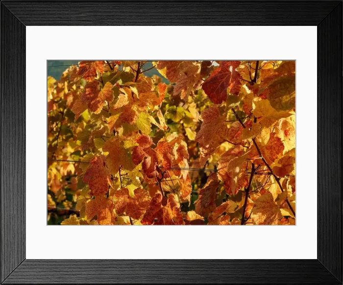 Framed Print : 2yf0gn6 Framed Print : 2yf0gn6