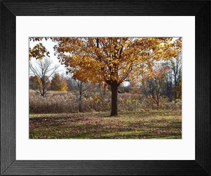 Framed Print : 2yf3egr Framed Print : 2yf3egr
