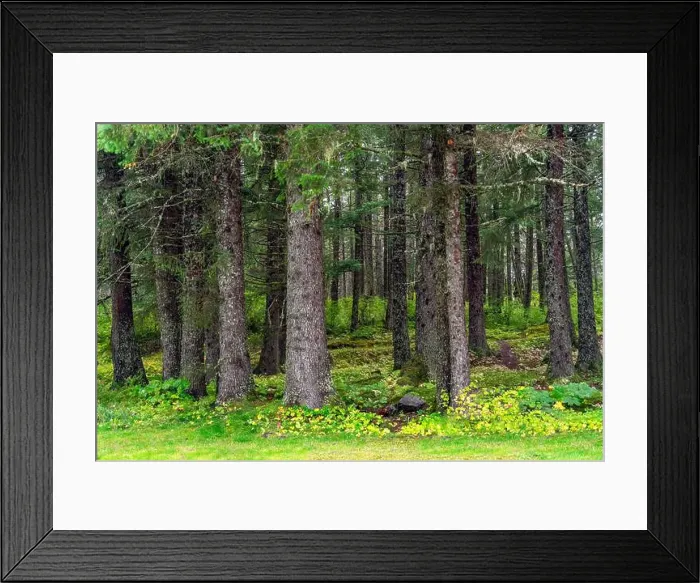 Framed Print : 2yf60te Framed Print : 2yf60te