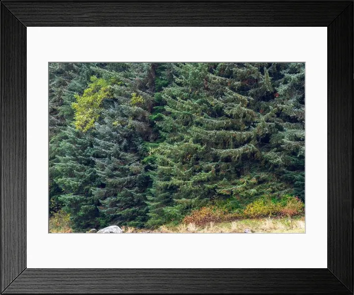 Framed Print : 2yf60ym Framed Print : 2yf60ym