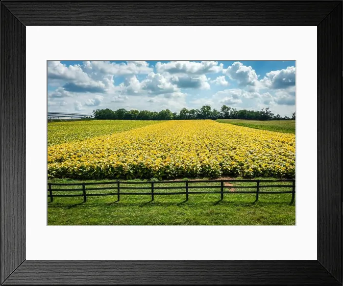 Framed Print : 2yffc3e Framed Print : 2yffc3e