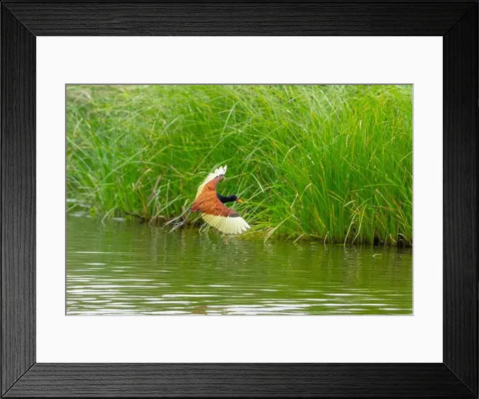 Framed Print : 2yg8nd5 Framed Print : 2yg8nd5