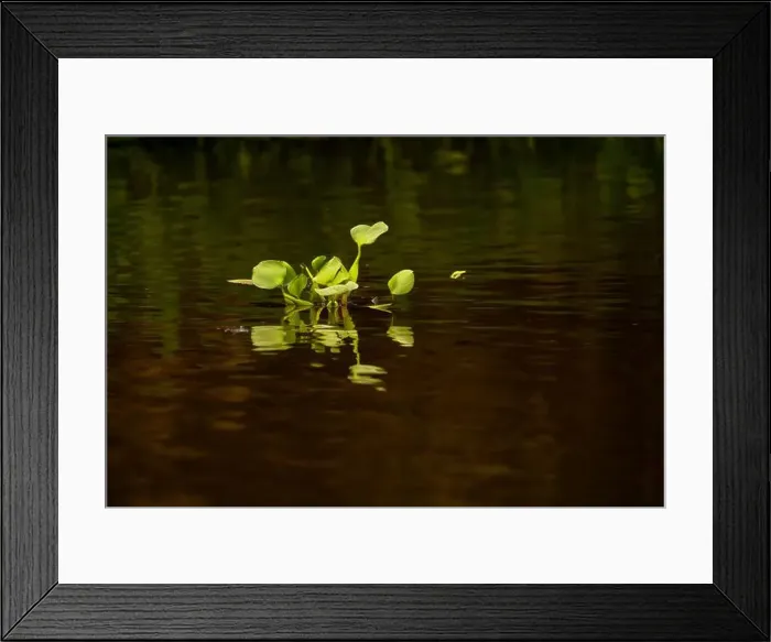 Framed Print : 2yg8p0j Framed Print : 2yg8p0j