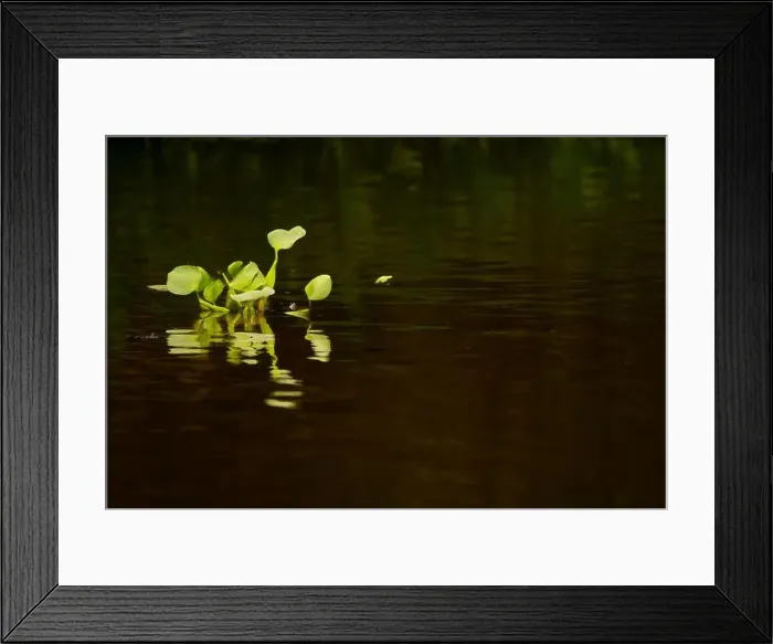 Framed Print : 2yg8p0m Framed Print : 2yg8p0m