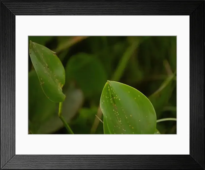 Framed Print : 2yg8pew Framed Print : 2yg8pew