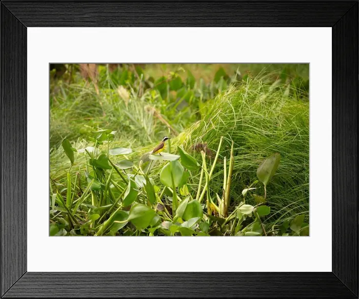 Framed Print : 2yga279