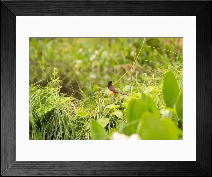 Framed Print : 2yga27b Framed Print : 2yga27b