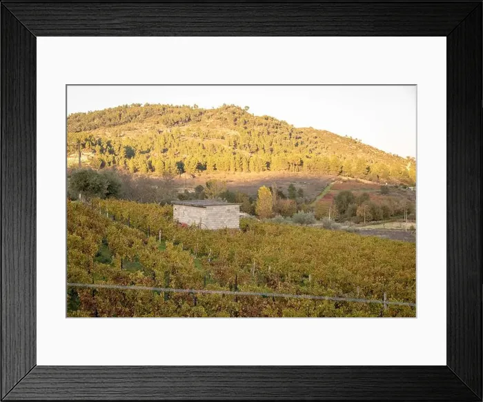 Framed Print : 2ygnmp9 Framed Print : 2ygnmp9