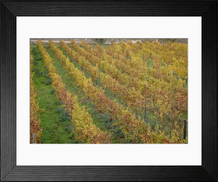 Framed Print : 2ygnmpd Framed Print : 2ygnmpd
