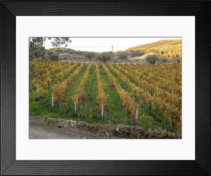 Framed Print : 2ygnmr5 Framed Print : 2ygnmr5