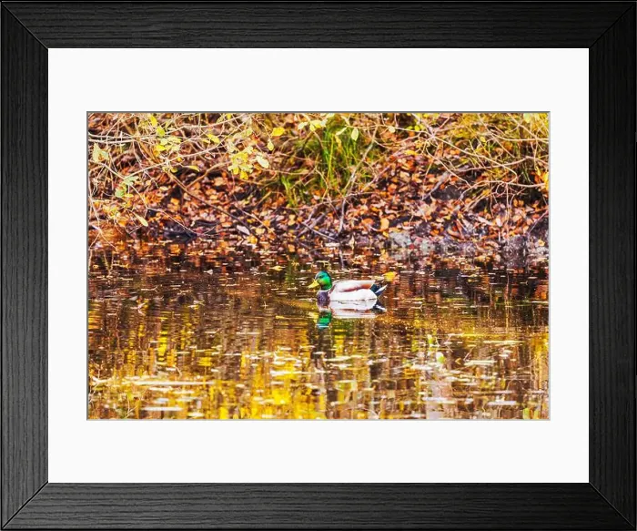 Framed Print : 2yh5k14 Framed Print : 2yh5k14
