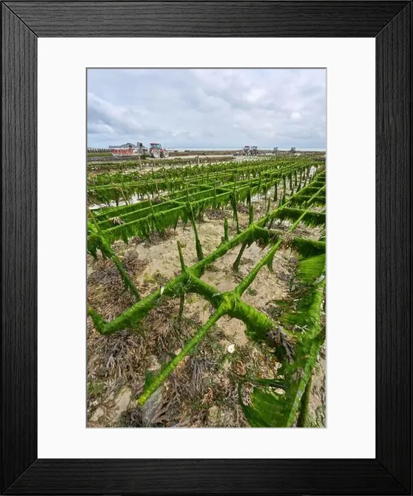 Framed Print : 2yh75m7 Framed Print : 2yh75m7