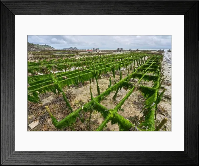 Framed Print : 2yh75mg Framed Print : 2yh75mg