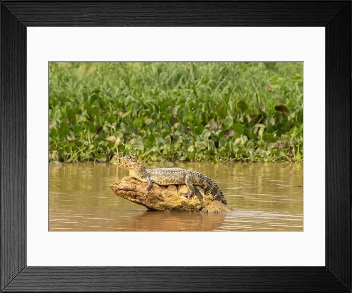 Framed Print : 2yhgfgd Framed Print : 2yhgfgd