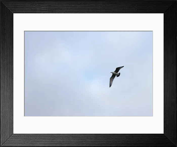Framed Print : 2yhgy16