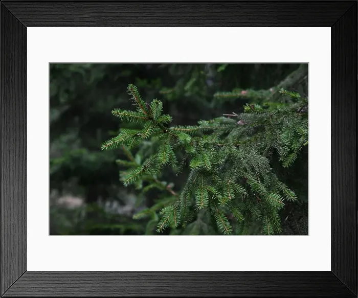 Framed Print : 2yhm56g Framed Print : 2yhm56g
