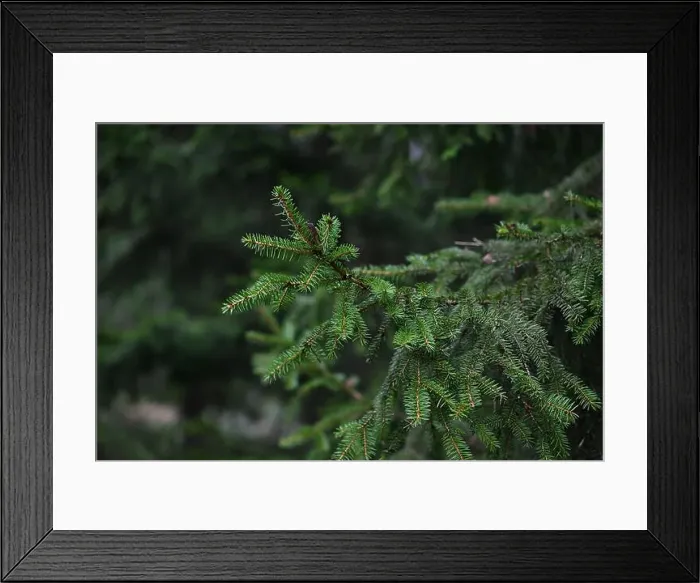 Framed Print : 2yhm5wk Framed Print : 2yhm5wk
