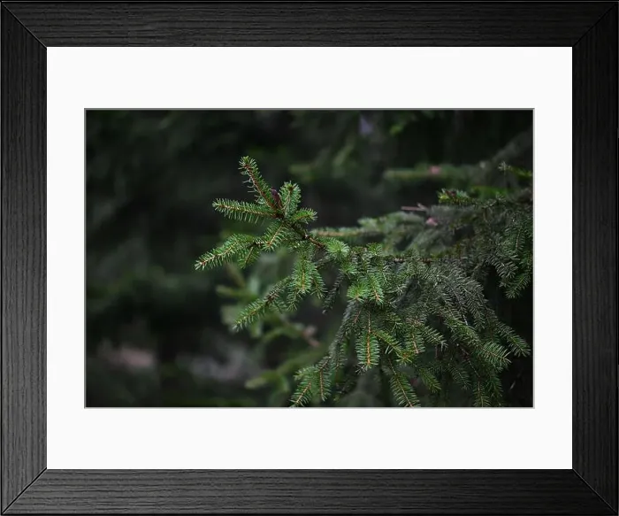 Framed Print : 2yhm6dk Framed Print : 2yhm6dk