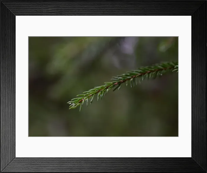 Framed Print : 2yhm7y4 Framed Print : 2yhm7y4