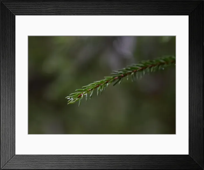Framed Print : 2yhma5n Framed Print : 2yhma5n