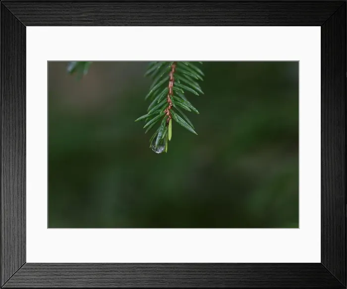 Framed Print : 2yhmb35 Framed Print : 2yhmb35