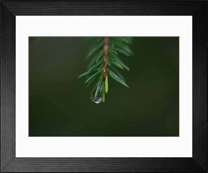 Framed Print : 2yhmc6p Framed Print : 2yhmc6p