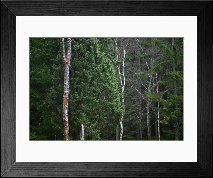 Framed Print : 2yhmcgd Framed Print : 2yhmcgd