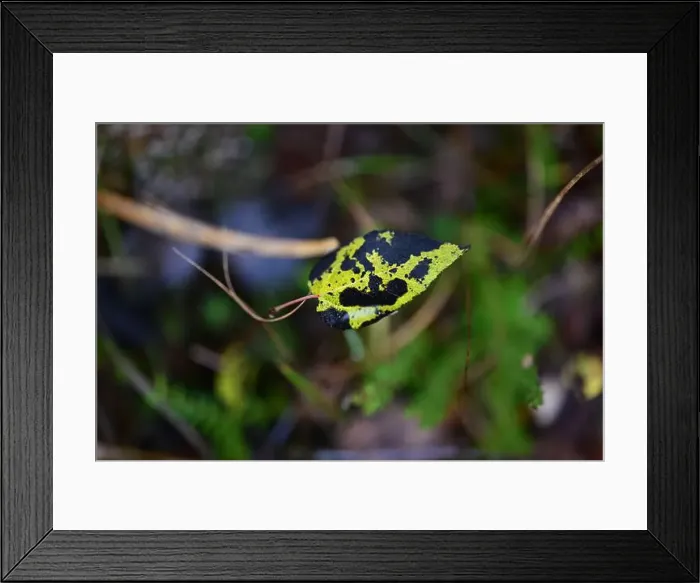 Framed Print : 2yhmckd Framed Print : 2yhmckd