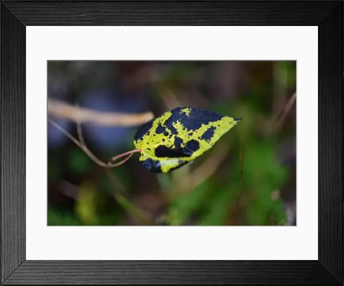 Framed Print : 2yhmcpf Framed Print : 2yhmcpf