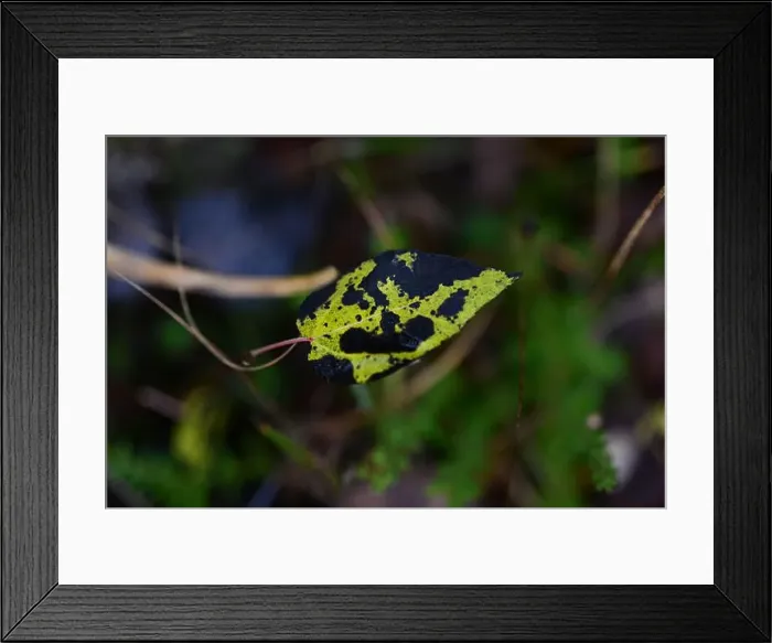 Framed Print : 2yhmcx2 Framed Print : 2yhmcx2