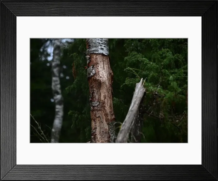 Framed Print : 2yhmd0f Framed Print : 2yhmd0f