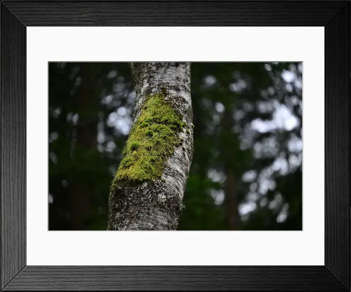 Framed Print : 2yhmd11 Framed Print : 2yhmd11
