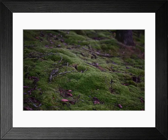 Framed Print : 2yhmd14 Framed Print : 2yhmd14