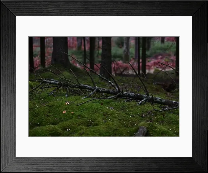 Framed Print : 2yhmfp5 Framed Print : 2yhmfp5
