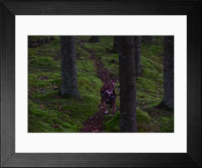 Framed Print : 2yhmfpx Framed Print : 2yhmfpx