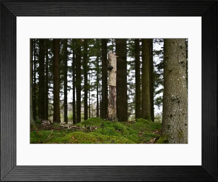 Framed Print : 2yhmj3n Framed Print : 2yhmj3n