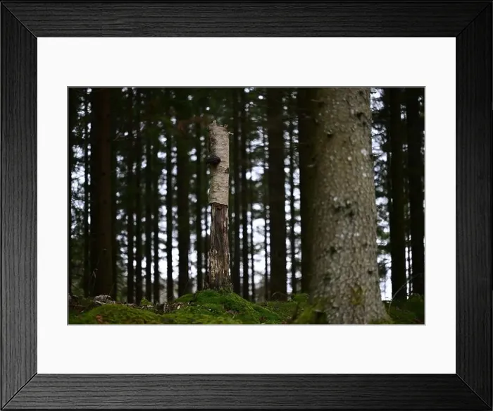 Framed Print : 2yhmj4d Framed Print : 2yhmj4d