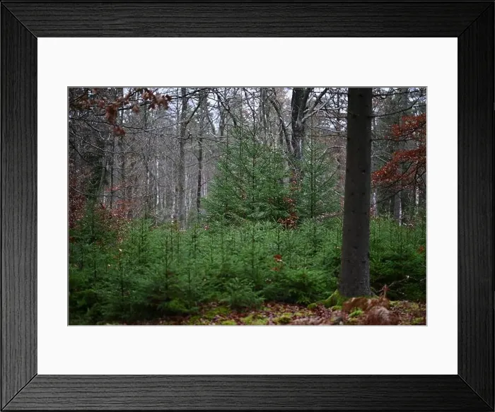 Framed Print : 2yhmj91 Framed Print : 2yhmj91