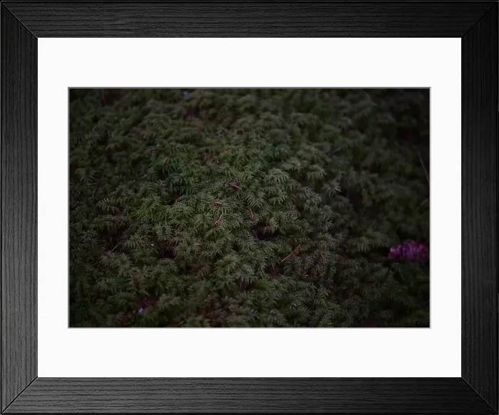 Framed Print : 2yhmk7x Framed Print : 2yhmk7x