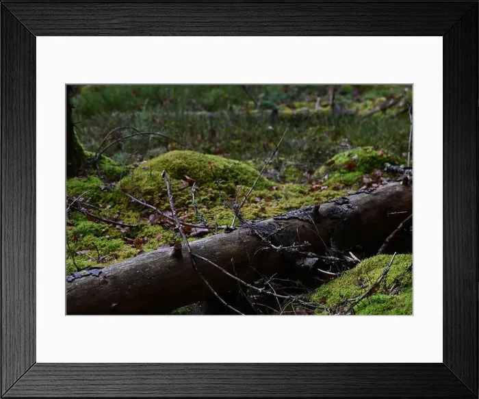 Framed Print : 2yhmt40 Framed Print : 2yhmt40