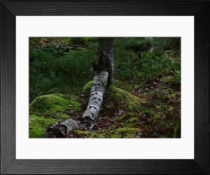 Framed Print : 2yhmw3n Framed Print : 2yhmw3n