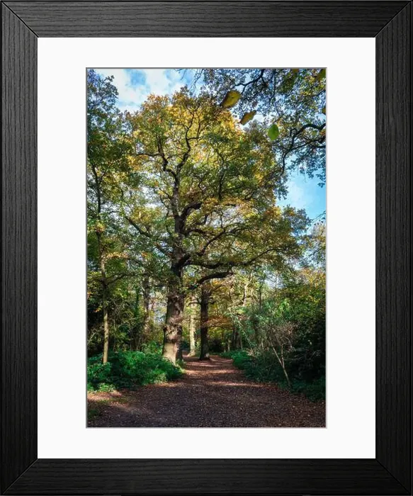Framed Print : 2yhnc25 Framed Print : 2yhnc25
