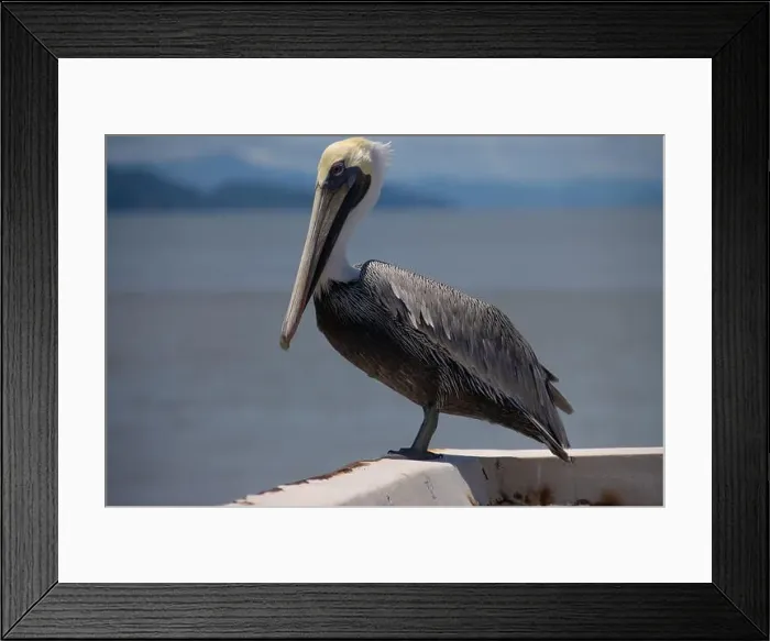 Framed Print : 2yhr9c1 Framed Print : 2yhr9c1