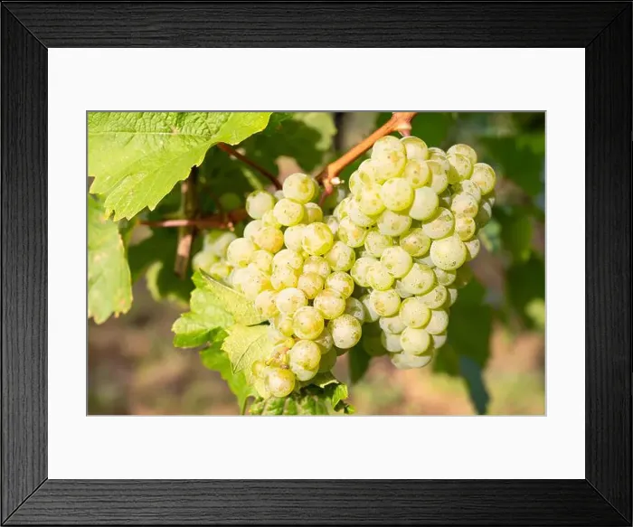 Framed Print : 2yj4wth Framed Print : 2yj4wth
