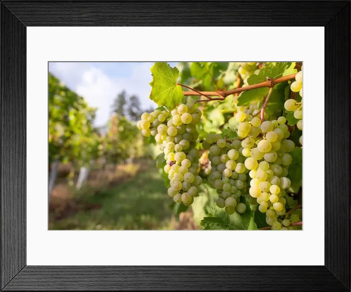Framed Print : 2yj4x05 Framed Print : 2yj4x05