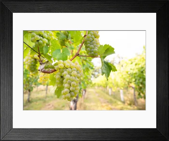 Framed Print : 2yjc2ry Framed Print : 2yjc2ry