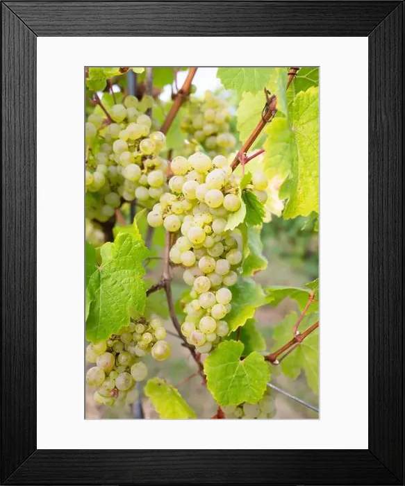 Framed Print : 2yjc35p Framed Print : 2yjc35p