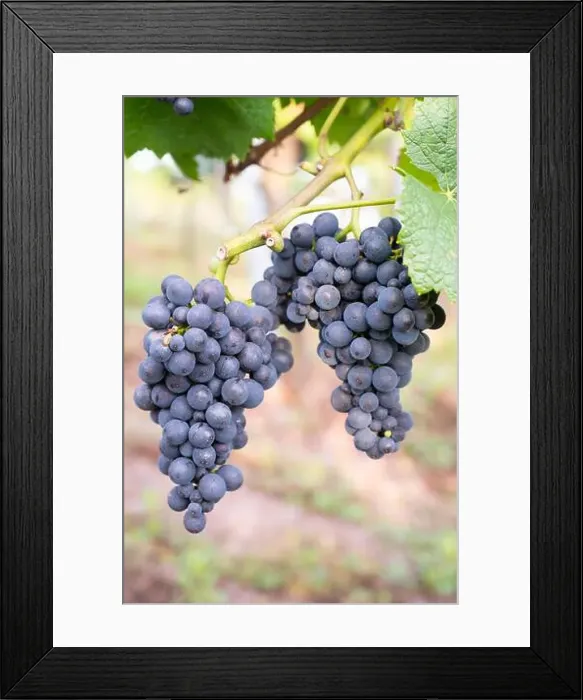 Framed Print : 2yjt5ap Framed Print : 2yjt5ap